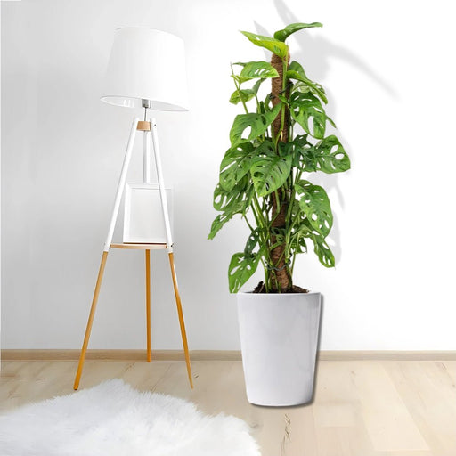 Monstera adansonii | Swiss Cheese Plant 1.0 - 1.2m - Greensouq - 