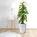 Monstera adansonii | Swiss Cheese Plant 1.0 - 1.2m - Greensouq - 