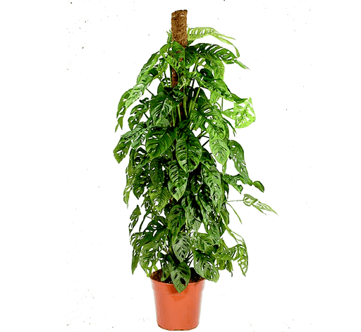 Monstera adansonii | Swiss Cheese Plant 1.0 - 1.2m - Greensouq - 