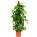 Monstera adansonii | Swiss Cheese Plant 1.0 - 1.2m - Greensouq - 