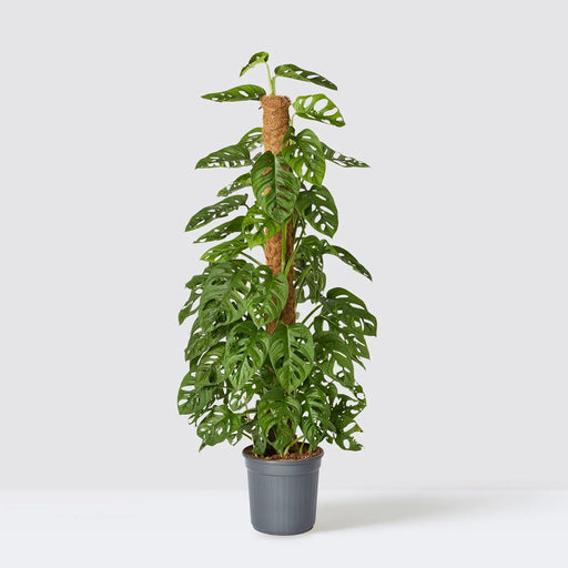 Monstera adansonii | Swiss Cheese Plant 1.0 - 1.2m - Greensouq - 