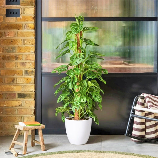Monstera adansonii | Swiss Cheese Plant 1.0 - 1.2m - Greensouq - 