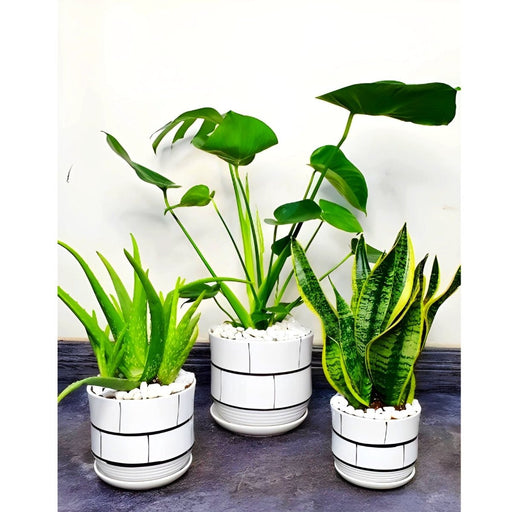 Monstera, Aloe Vera, And Snake Plant Bundle | 3 Plants Bundle - Greensouq - 