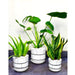 Monstera, Aloe Vera, And Snake Plant Bundle | 3 Plants Bundle - Greensouq - 