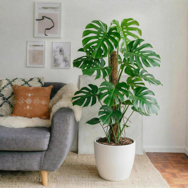 Monstera Deliciosa Holland "Hurricane - Swiss Cheese Plant" | Dubai's Top Houseplant! - Greensouq - 