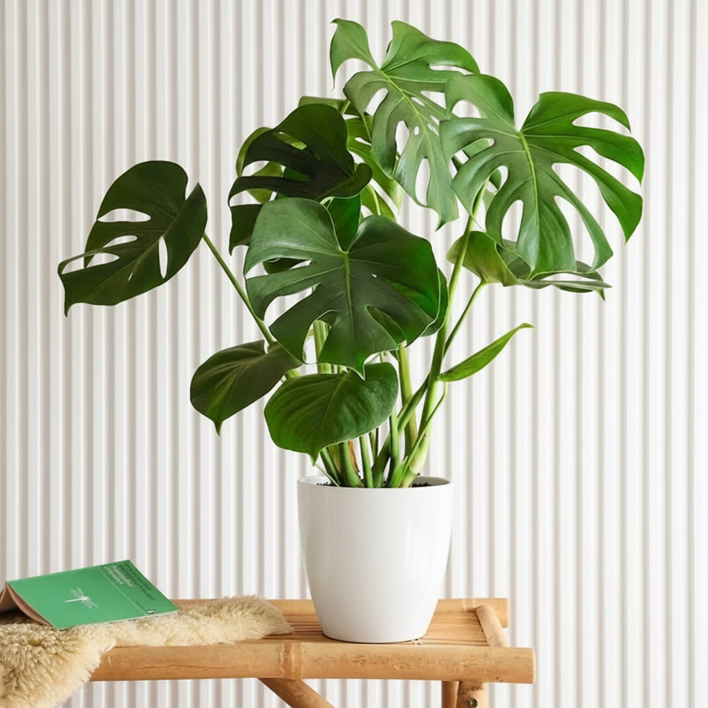 monstera dubai Monstera Deliciosa