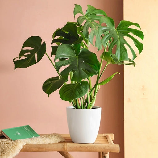 Monstera Deliciosa or Swiss Cheese Plant Small, 50 - 60cm - Greensouq - 