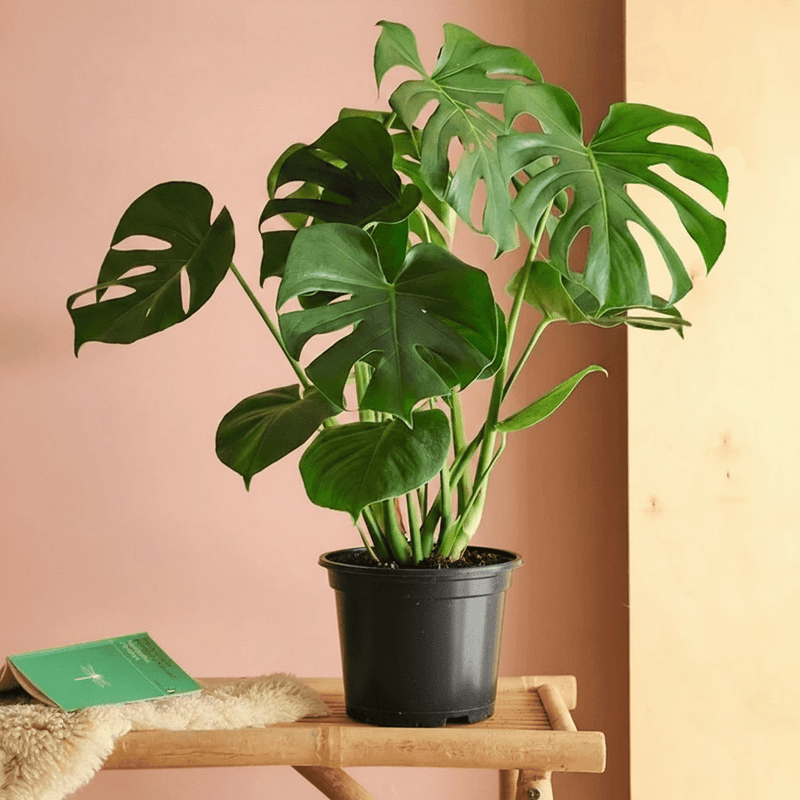 Monstera Deliciosa or Swiss Cheese Plant Small, 50 - 60cm - Greensouq - 