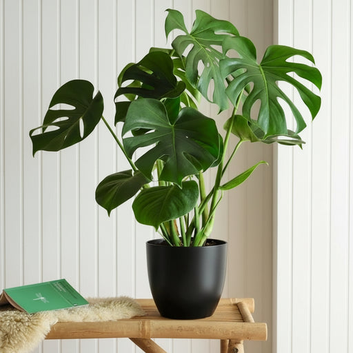 Monstera Deliciosa or Swiss Cheese Plant Small, 50 - 60cm - Greensouq - 