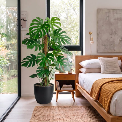 Monstera Deliciosa - Swiss Cheese Plant Holland | Dubai's Tropical Houseplant! - Greensouq -