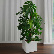 Monstera Deliciosa "The Hurricane or Swiss Cheese Plant" Holland - Greensouq - 