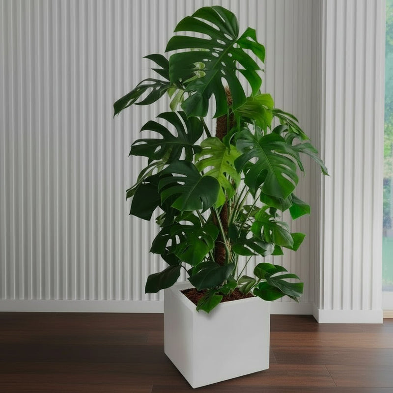 Monstera Deliciosa "The Hurricane or Swiss Cheese Plant" Holland - Greensouq - 