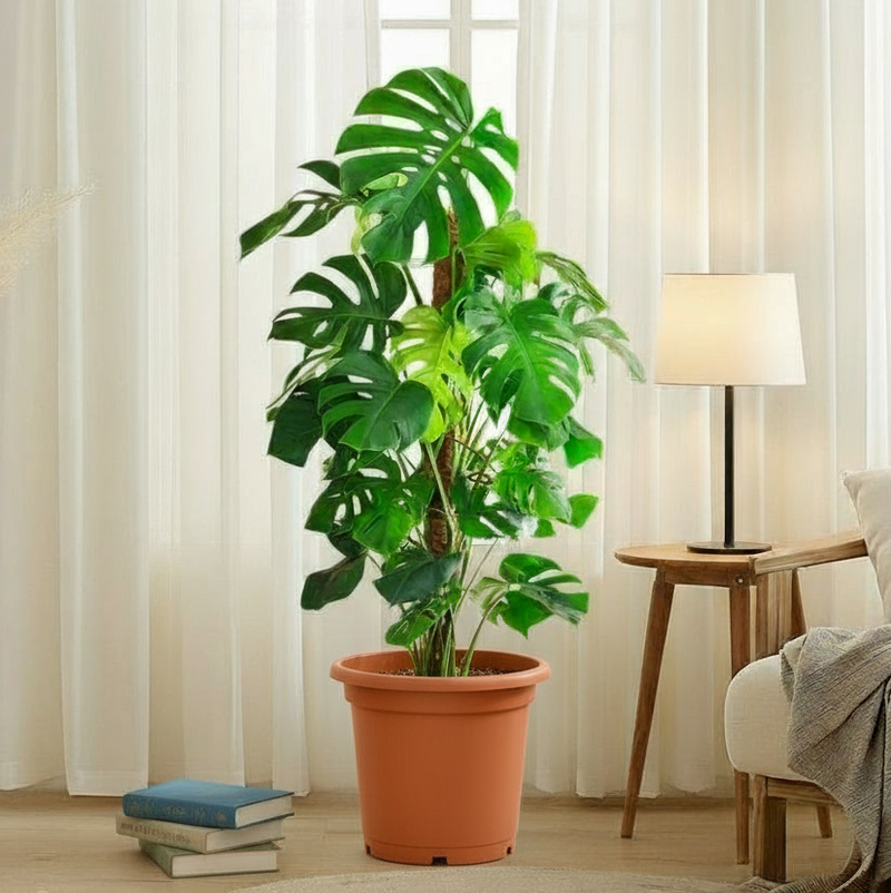 Monstera Deliciosa "The Hurricane or Swiss Cheese Plant" Holland