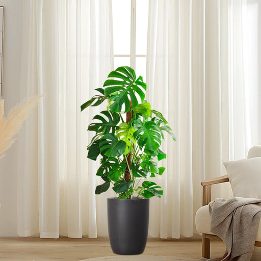 Monstera Deliciosa "The Hurricane or Swiss Cheese Plant" Holland - Greensouq - 