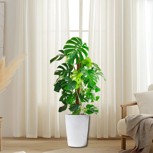 Monstera Deliciosa "The Hurricane or Swiss Cheese Plant" Holland - Greensouq - 
