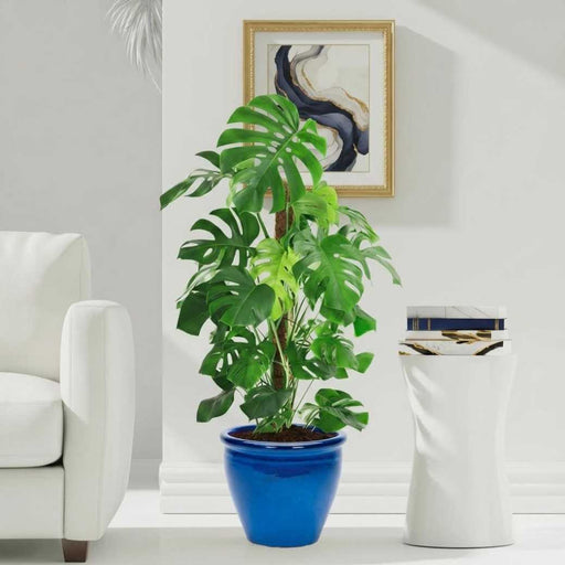 Monstera Deliciosa "The Hurricane or Swiss Cheese Plant" Holland - Greensouq - 