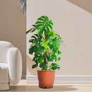 Monstera Deliciosa "The Hurricane or Swiss Cheese Plant" Holland - Greensouq - 