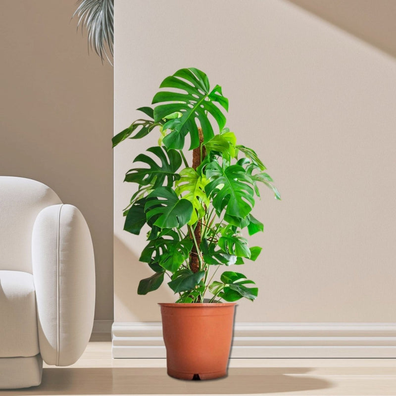 Monstera Deliciosa "The Hurricane or Swiss Cheese Plant" Holland - Greensouq - 
