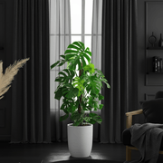 Monstera Deliciosa "The Hurricane or Swiss Cheese Plant" Holland - Greensouq - 