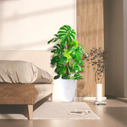 Monstera Deliciosa "The Hurricane or Swiss Cheese Plant" Holland - Greensouq - 