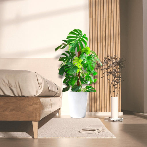 Monstera Deliciosa "The Hurricane or Swiss Cheese Plant" Holland - Greensouq - 