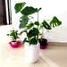 Monstera Deliciosa "The Hurricane or Swiss Cheese Plant" Holland - Greensouq - 