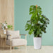 Monstera Deliciosa "The Hurricane or Swiss Cheese Plant" Holland - Greensouq - 