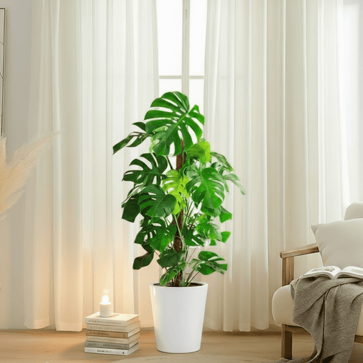 Monstera Deliciosa "The Hurricane or Swiss Cheese Plant" Holland - Greensouq - 