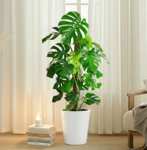 Monstera Deliciosa "The Hurricane or Swiss Cheese Plant" Holland - Greensouq - 