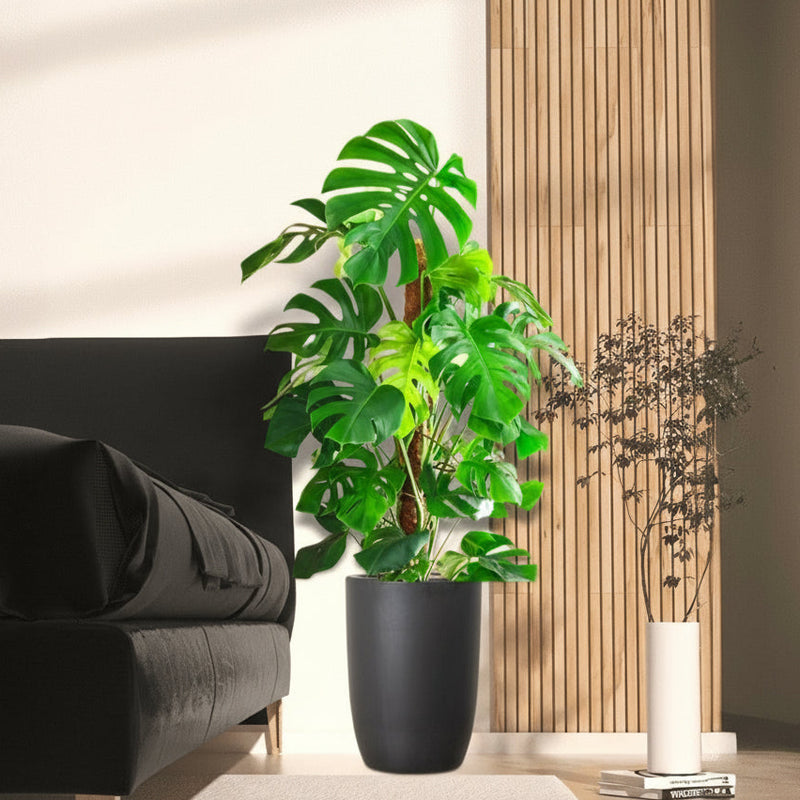 monstera plant dubai Monstera Deliciosa Swiss Cheese Plant