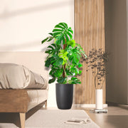 Monstera Deliciosa "The Hurricane or Swiss Cheese Plant" Holland - Greensouq - 