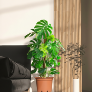 Monstera Deliciosa "The Hurricane or Swiss Cheese Plant" Holland - Greensouq -