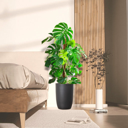 Monstera Deliciosa "The Hurricane or Swiss Cheese Plant" Holland - Greensouq - 