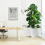 Monstera Deliciosa "The Hurricane or Swiss Cheese Plant" Office Plant Overall Height 100 - 120 cm - Greensouq - 
