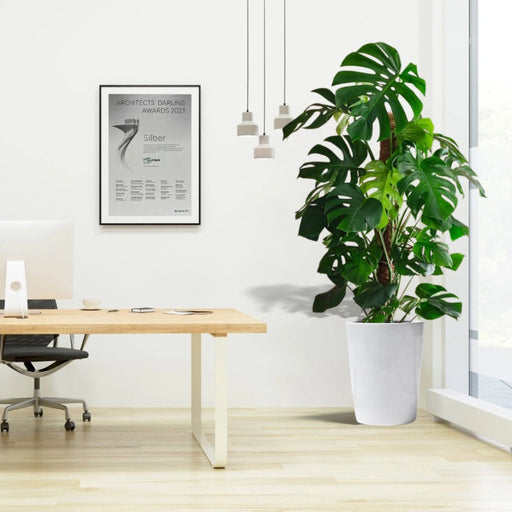 Monstera Deliciosa "The Hurricane or Swiss Cheese Plant" Office Plant Overall Height 100 - 120 cm - Greensouq - 