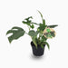 Monstera Minima or Swiss Cheese Plant - Greensouq - 