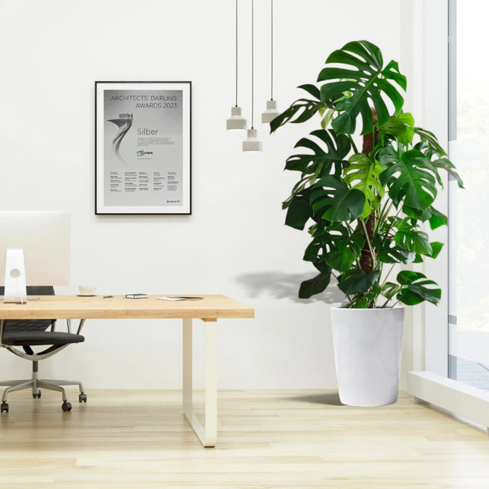 Monstera Deliciosa "The Hurricane or Swiss Cheese Plant" Holland