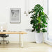monstera offfice plant in white ceramic pot