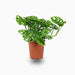 Monstera adansonii or Swiss Cheese Plant