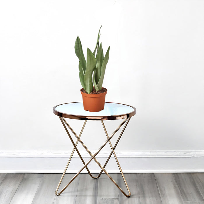 moon shine snake plant in plastic pot