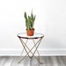 moon shine snake plant in plastic pot