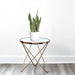moon shine snake plant in white ceramic pot