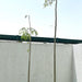 Moringa Oleifera "Drum - Stick Tree" 6 liter Pot - Greensouq - 
