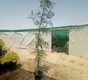Moringa Oleifera "Drum - Stick Tree" - Greensouq - 