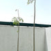 Moringa Green Souq