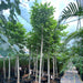 Morus Alba Or Mulberry Tree 3.0 - 3.5m شجرة توت - Greensouq - 