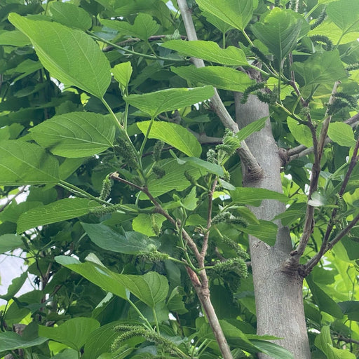 Morus Alba Or Mulberry Tree 3.0 - 3.5m شجرة توت - Greensouq - 