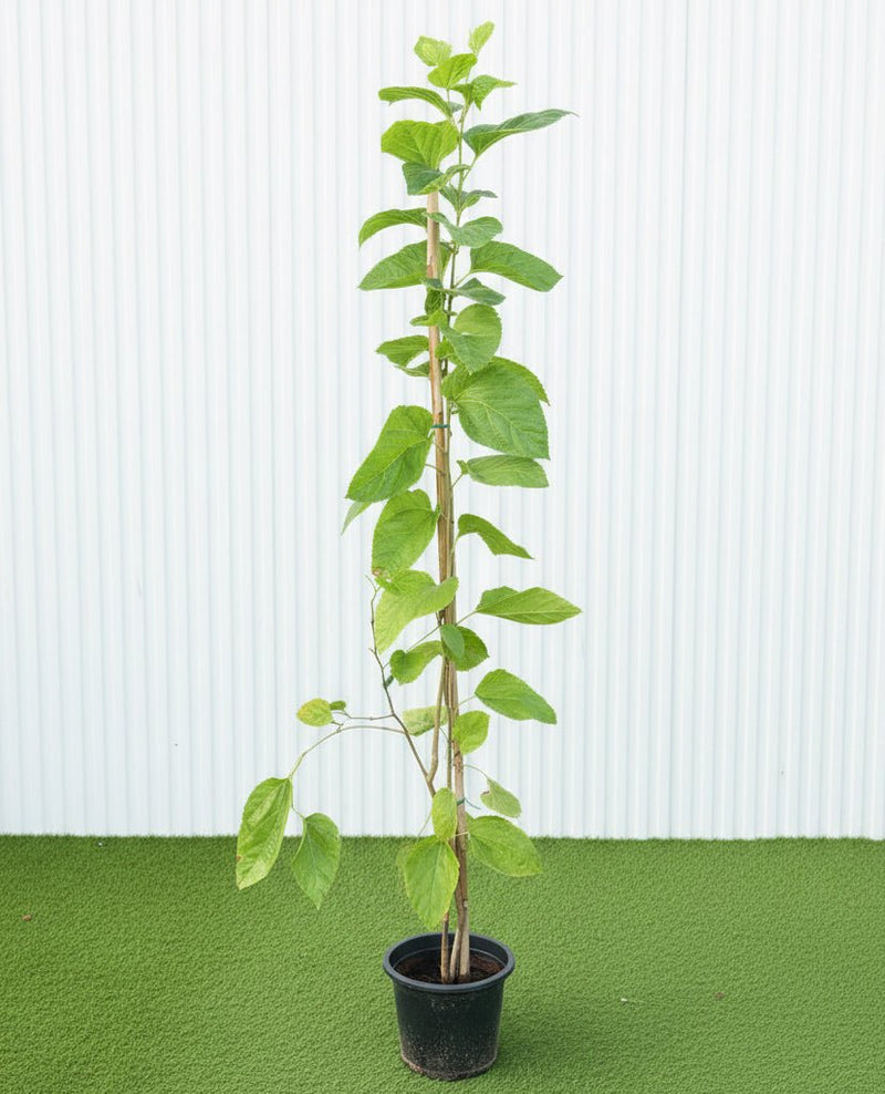 Morus Alba Or Mulberry Tree شجرة توت - Greensouq -