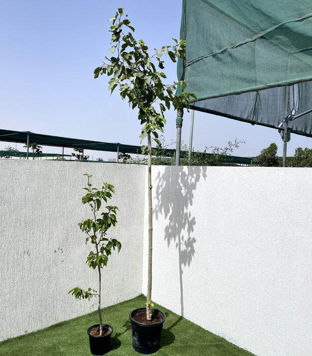 Morus Alba Or Mulberry Tree شجرة توت - Greensouq - 