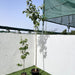 Morus Alba Or Mulberry Tree شجرة توت - Greensouq - 
